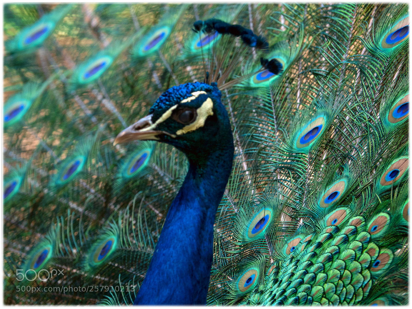 Sony Cyber-shot DSC-RX10 IV sample photo. ... balzender pfau ... photography