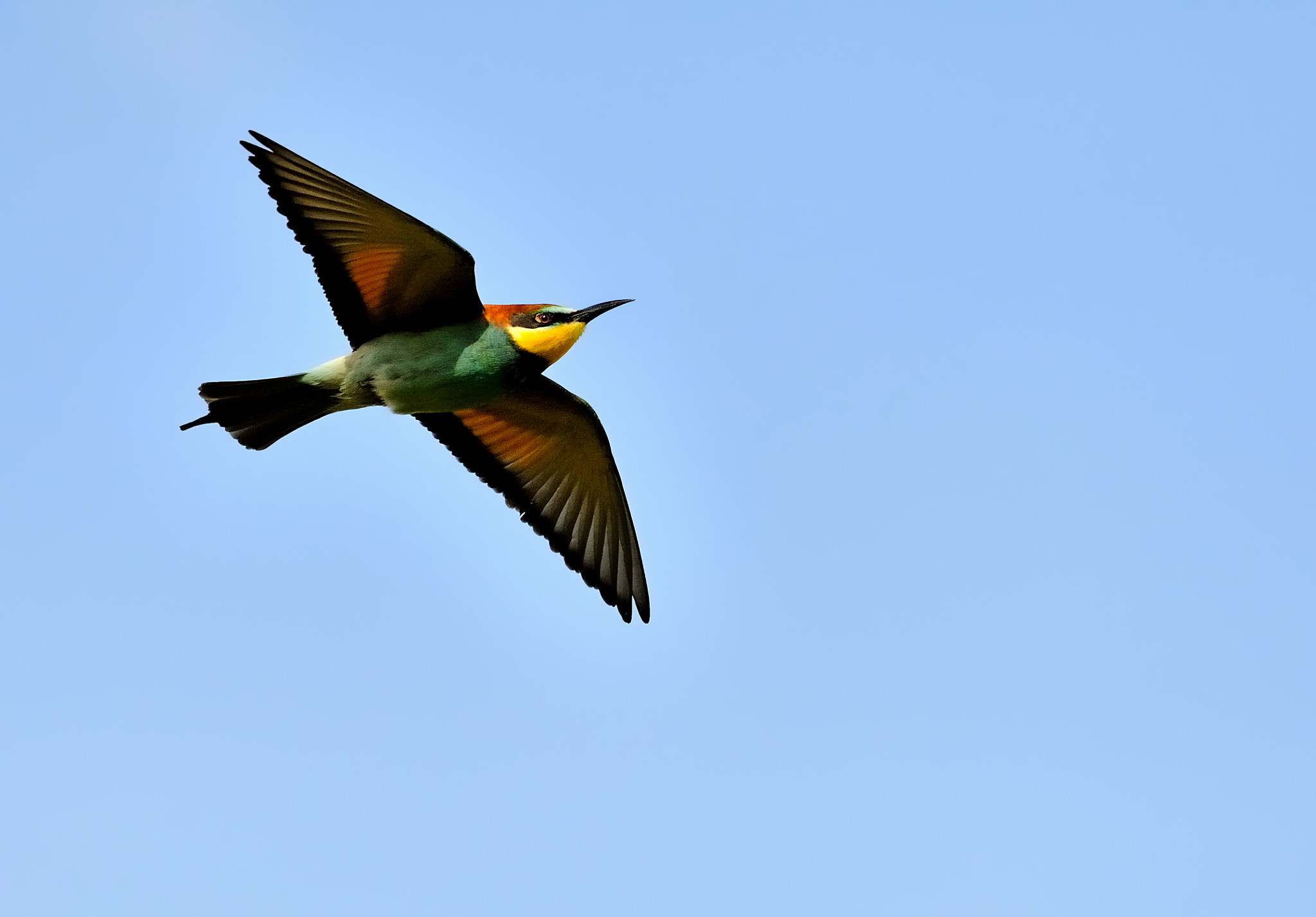 Nikon D700 sample photo. Bee eater  1589 photography