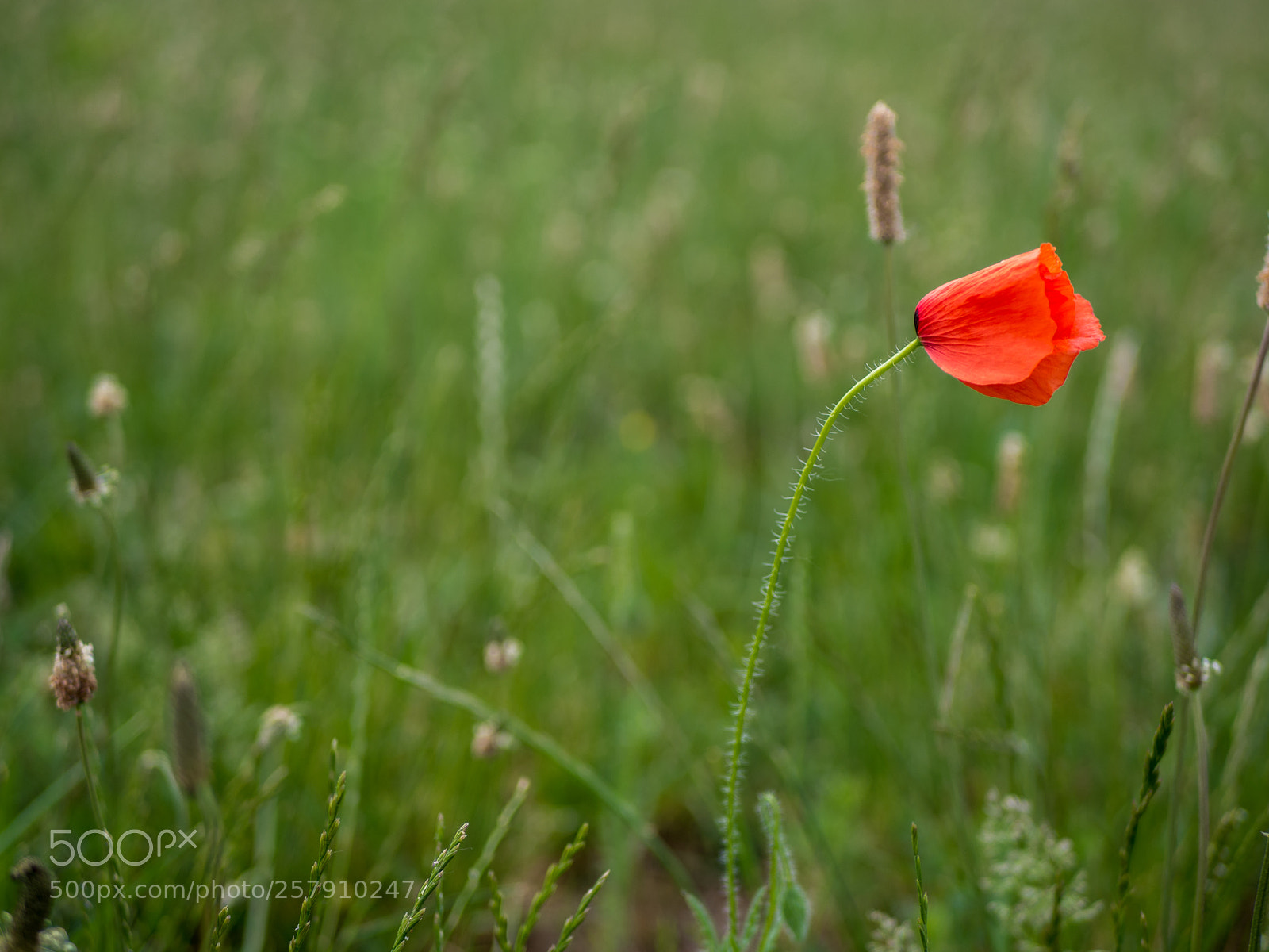 Olympus OM-D E-M10 II sample photo. Simplicity photography