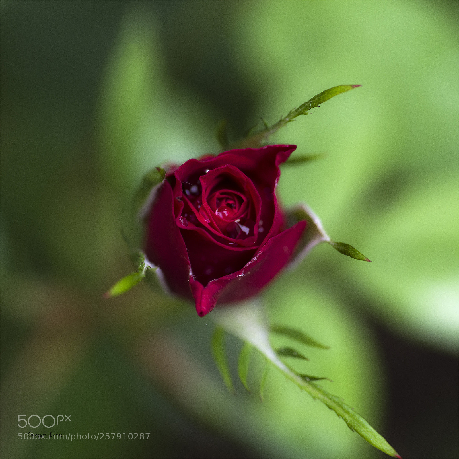 Pentax K-1 sample photo. Une rose pour d photography