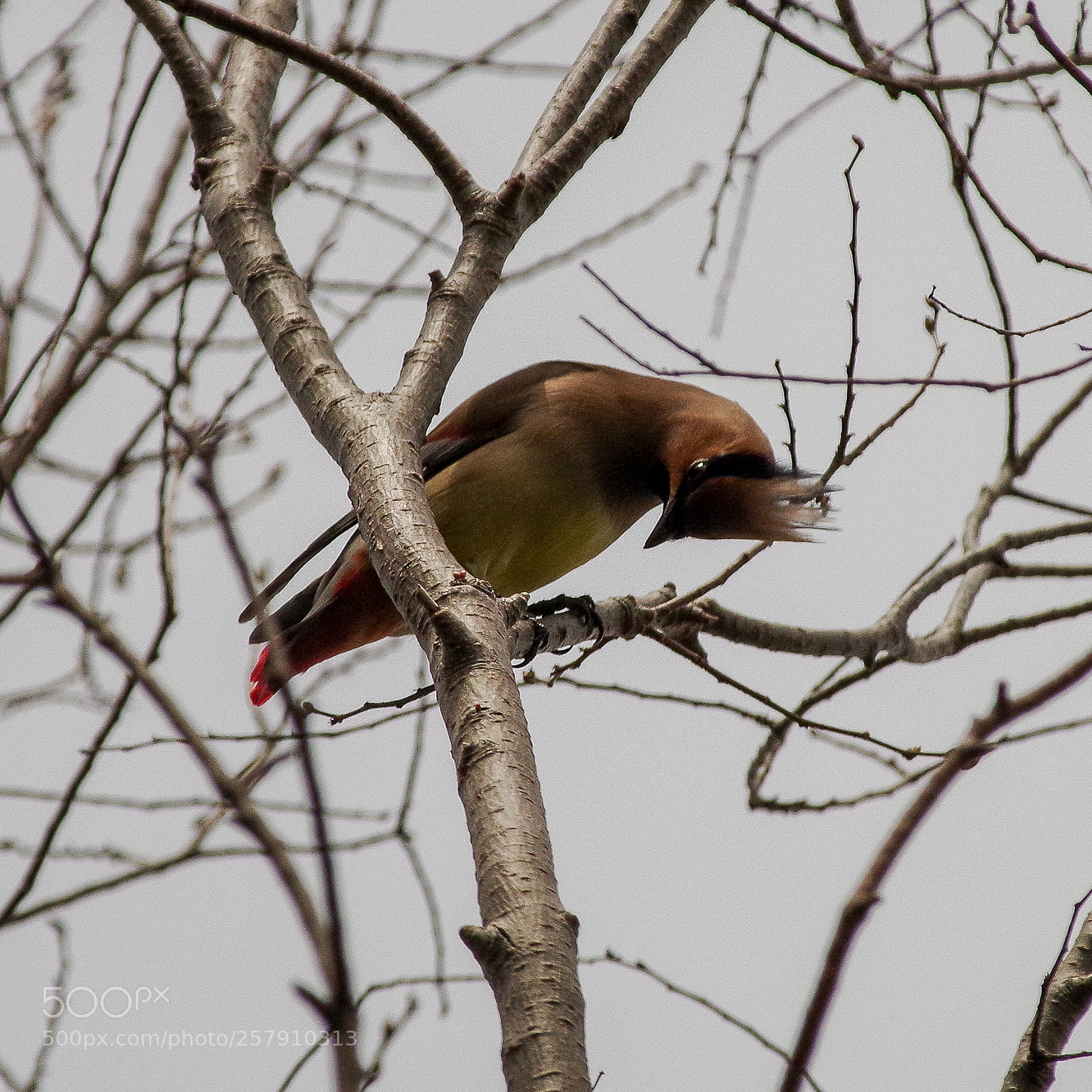 Pentax K-S2 sample photo. Japanese waxwing photography