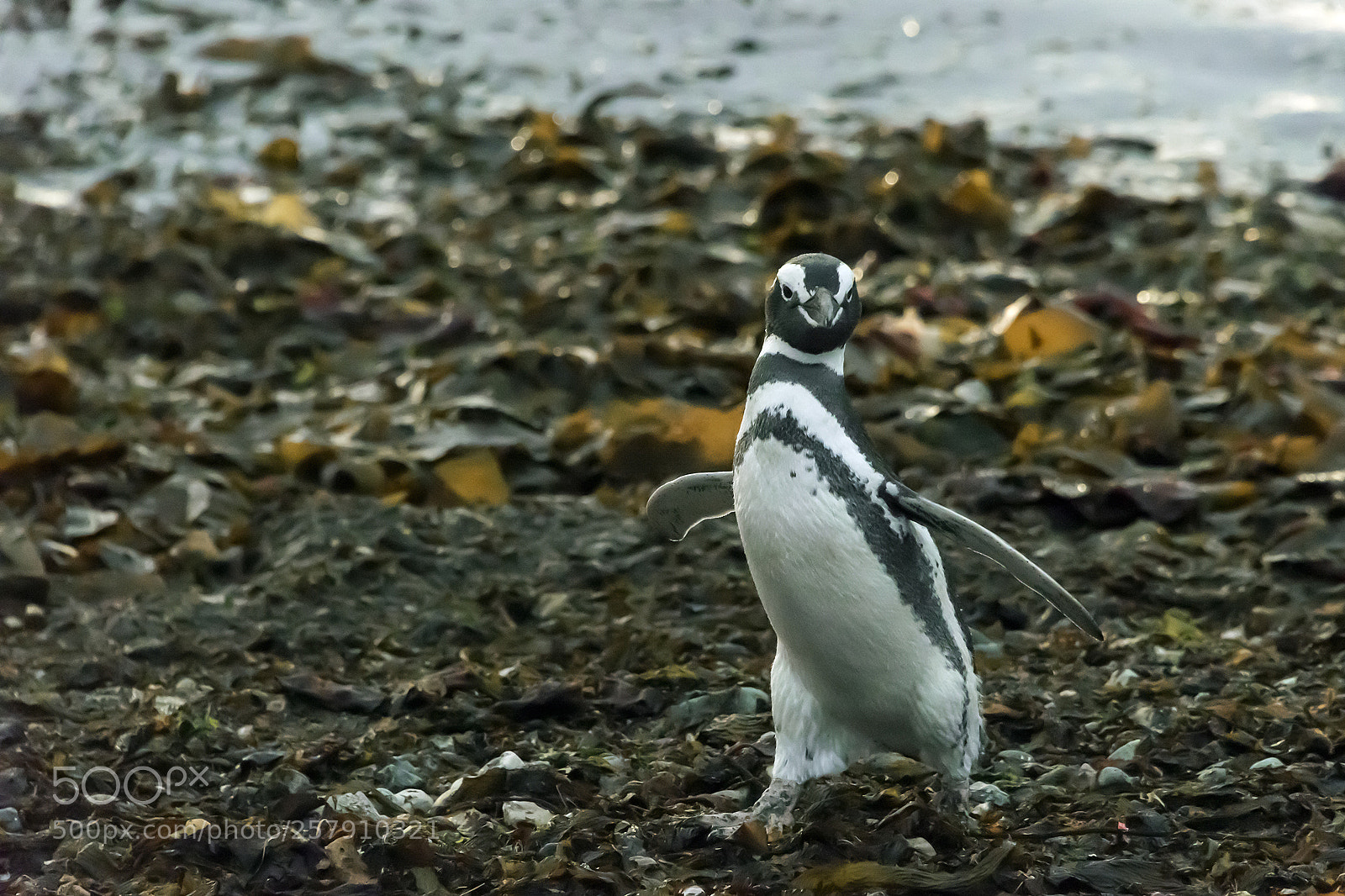 Nikon D810 sample photo. A walk on the photography