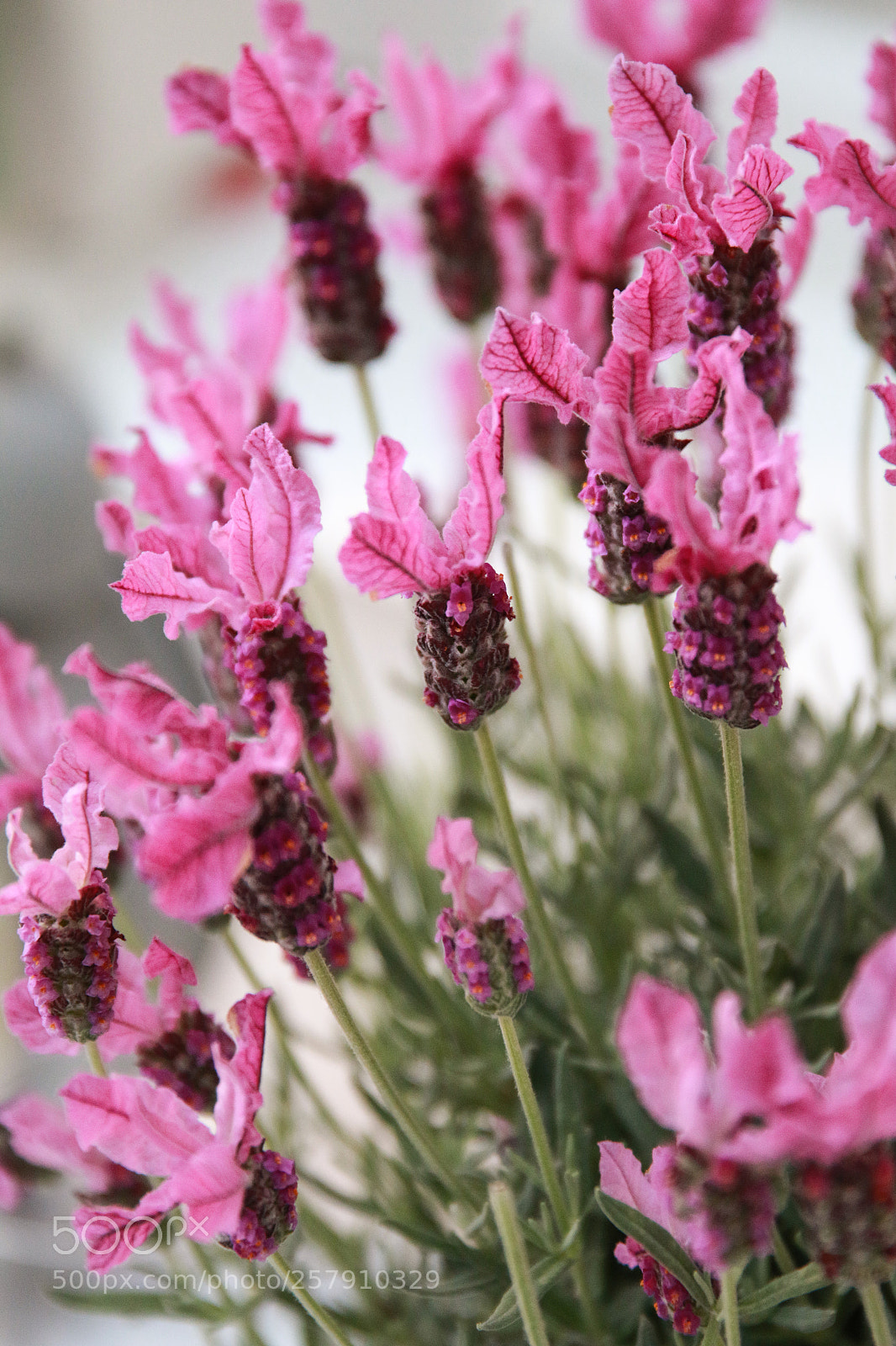 Canon EOS 70D sample photo. Pink mood photography