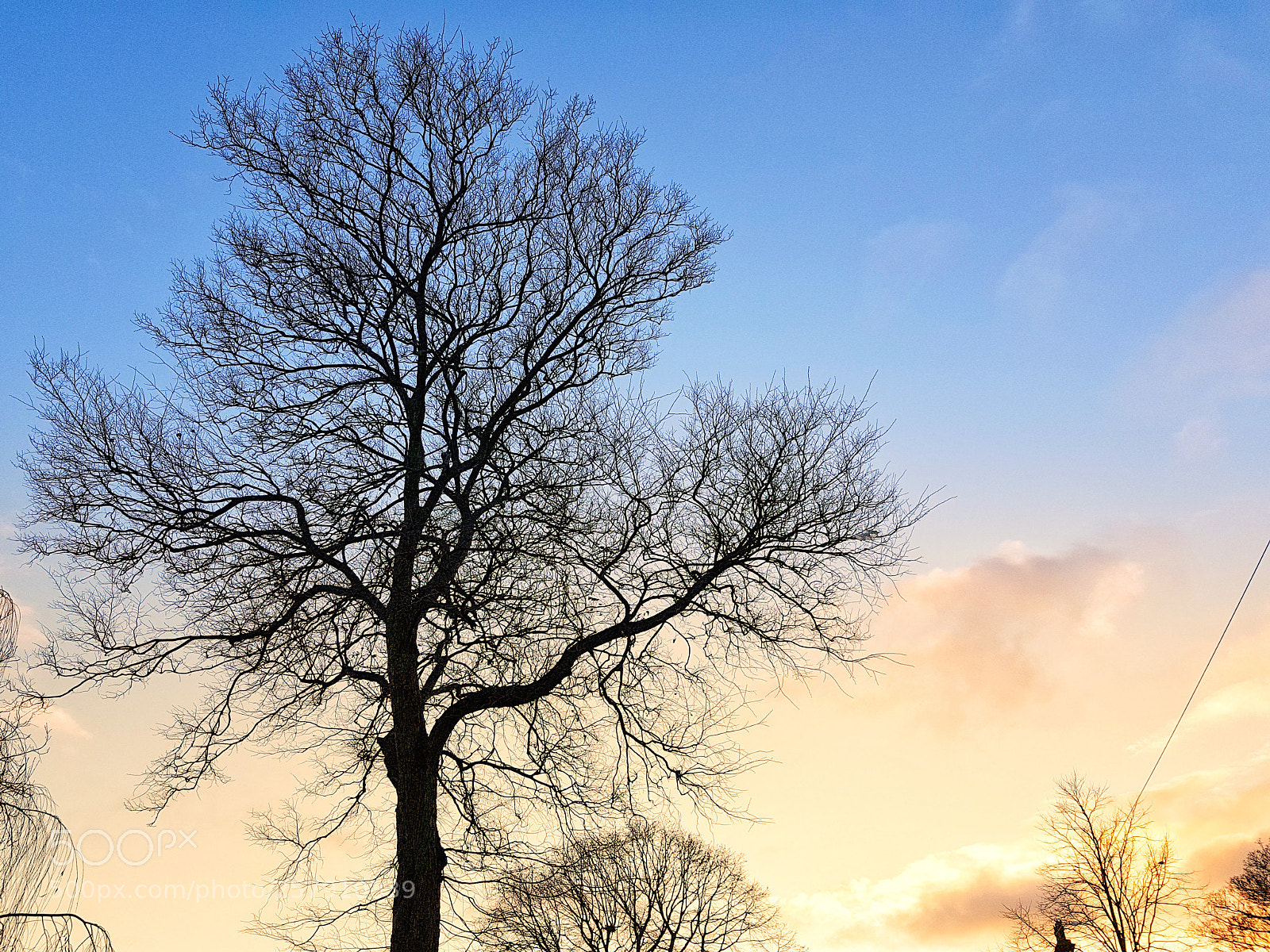 Samsung Galaxy S8+ sample photo. The tree of life photography