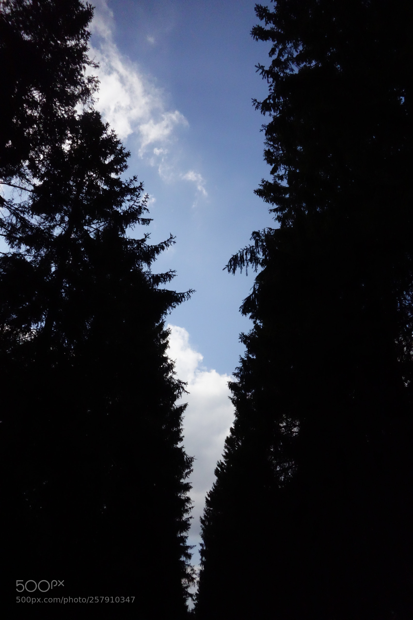 Sony Cyber-shot DSC-RX100 sample photo. Artsy fartsy trees photography