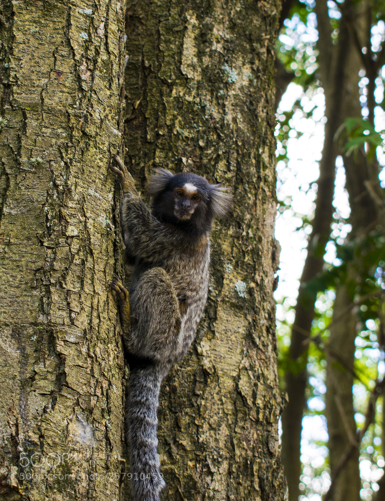 Nikon D5300 sample photo. Sag i de tufo photography