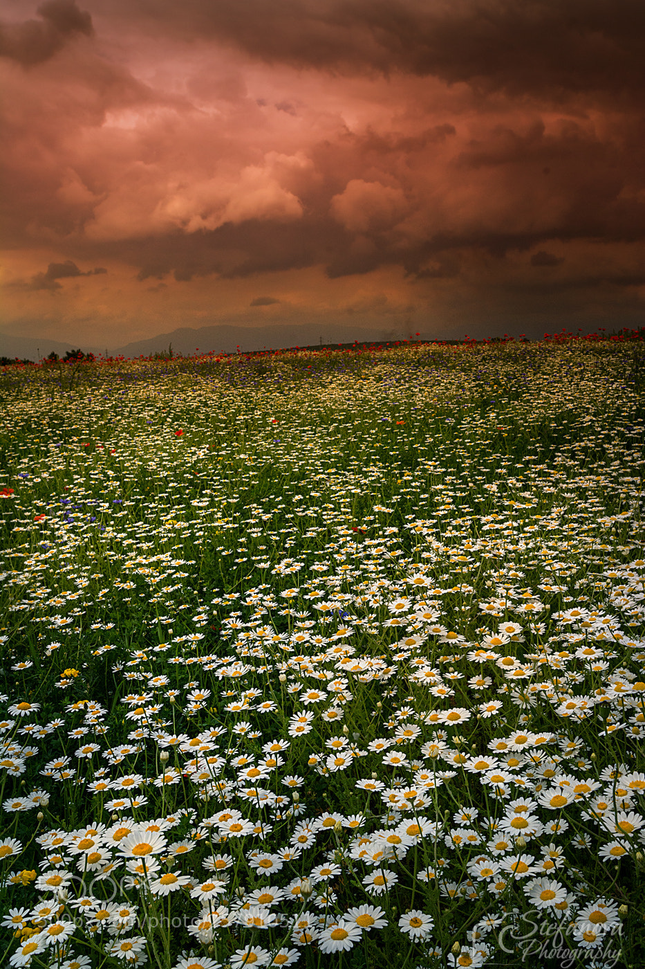 Nikon D7100 sample photo. Fields photography