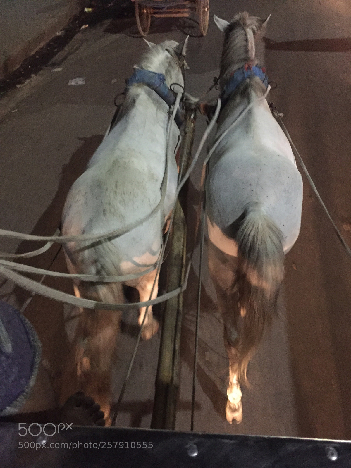 Apple iPhone 6 sample photo. Roaming around on hooves photography