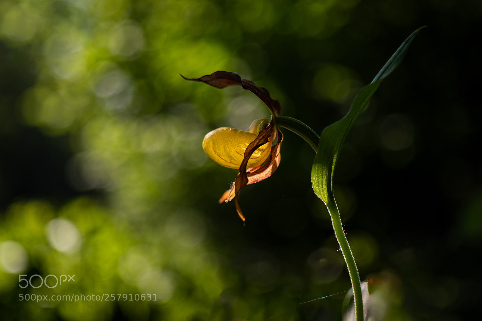 Canon EOS 6D Mark II sample photo. St ev n k photography