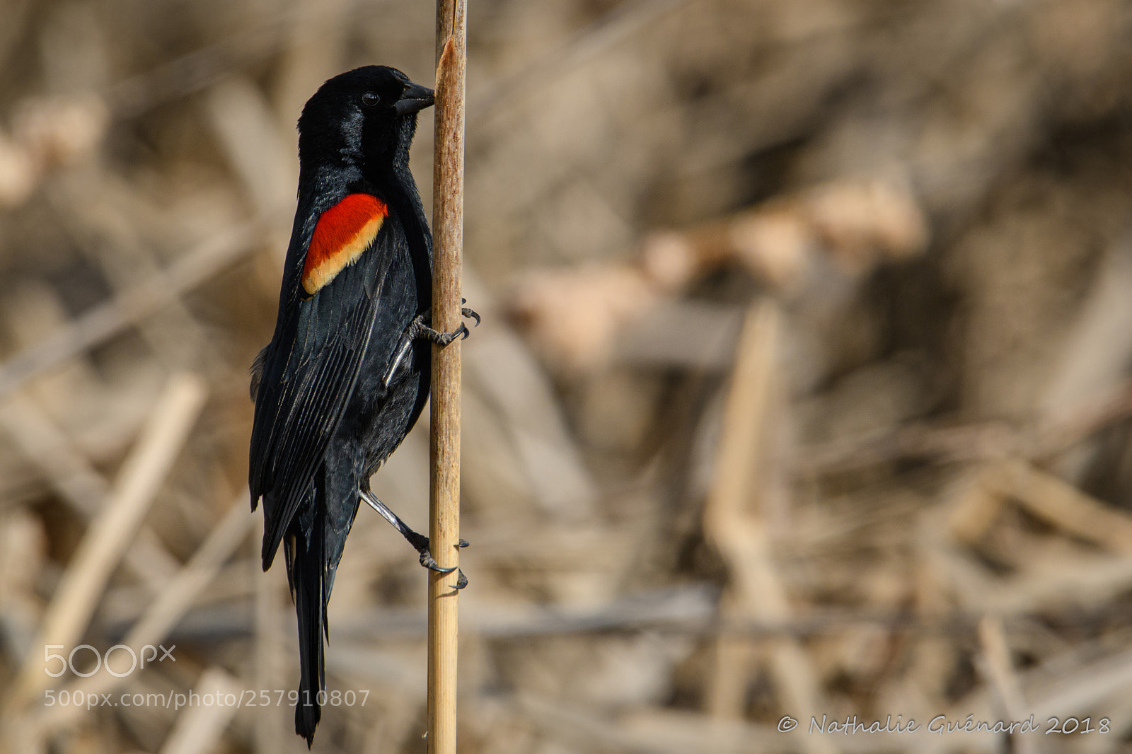 Nikon D7500 sample photo. Red-winged blackbird / carouge à epaulettes photography
