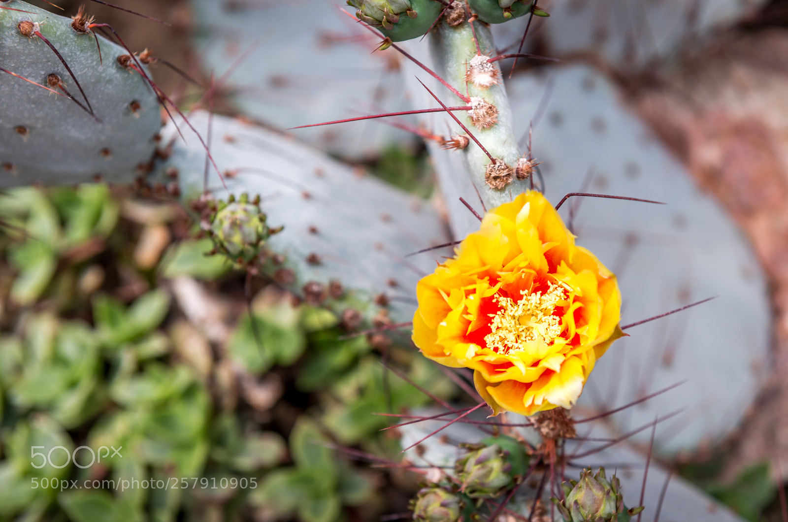 Nikon D800E sample photo. Balcic photography