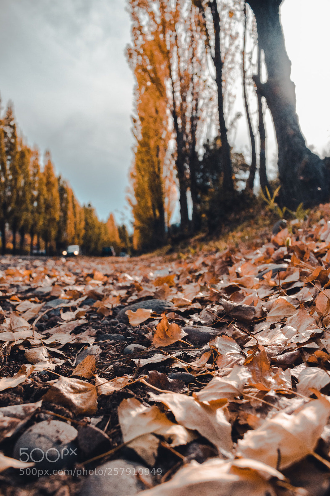 Canon EOS 750D (EOS Rebel T6i / EOS Kiss X8i) sample photo. Autumn walk. photography
