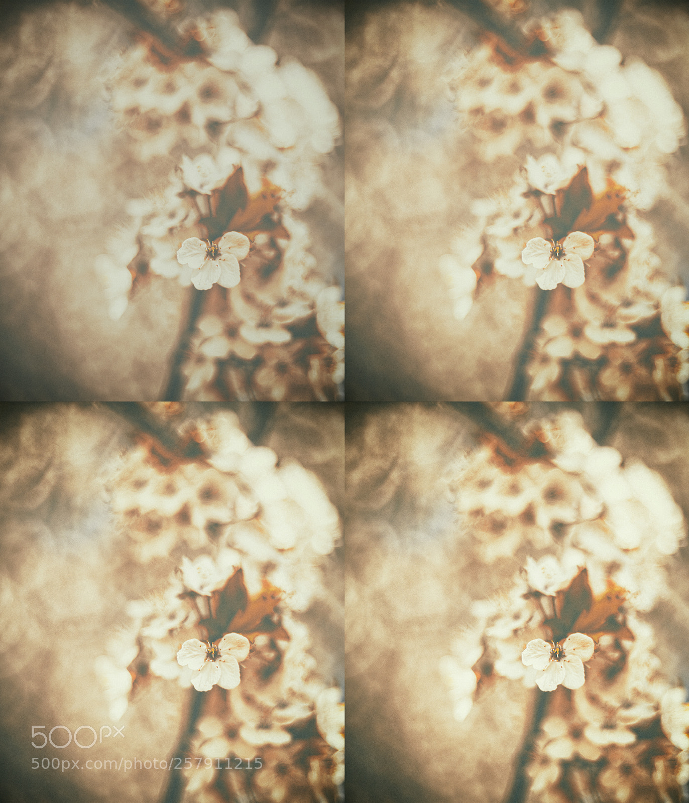 Canon EOS 6D sample photo. Blossom photography