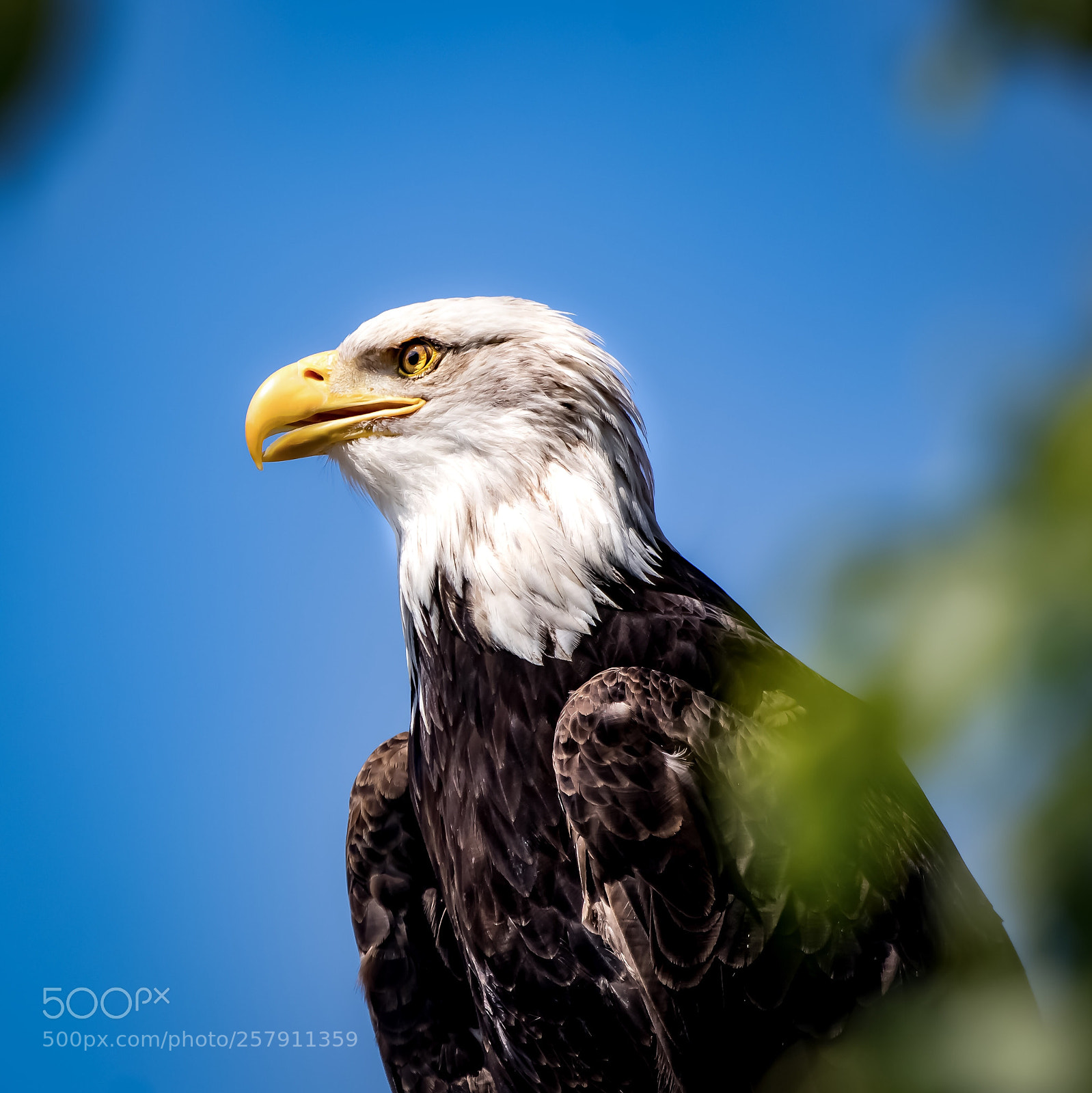 Canon EOS 80D sample photo. Adlerauge eagle watching out photography