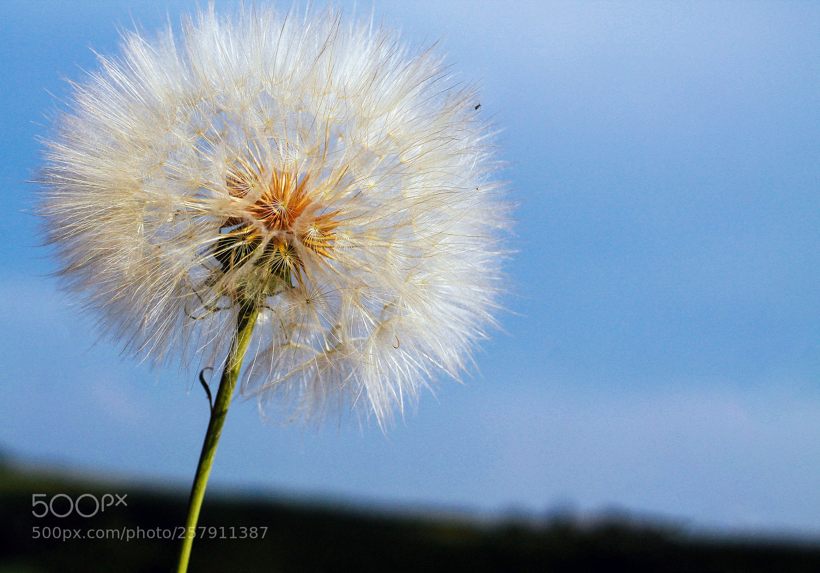 Canon EOS 1100D (EOS Rebel T3 / EOS Kiss X50) sample photo. Dandelion2 photography
