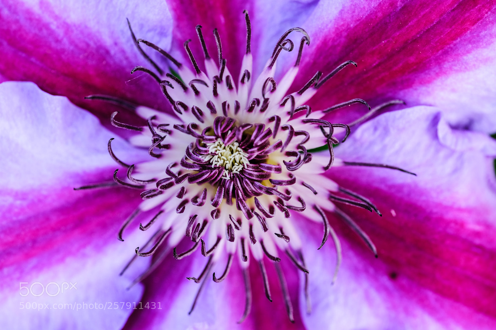 Fujifilm X-T2 sample photo. Clematis photography