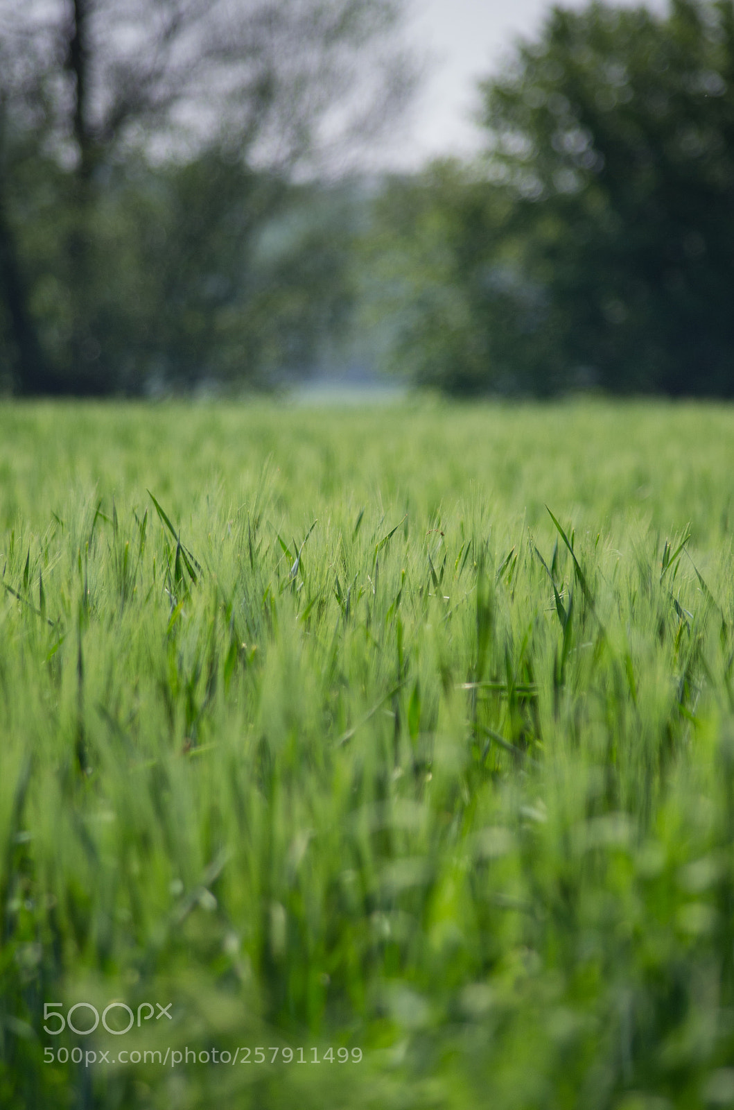 Pentax K-5 sample photo. Green field photography