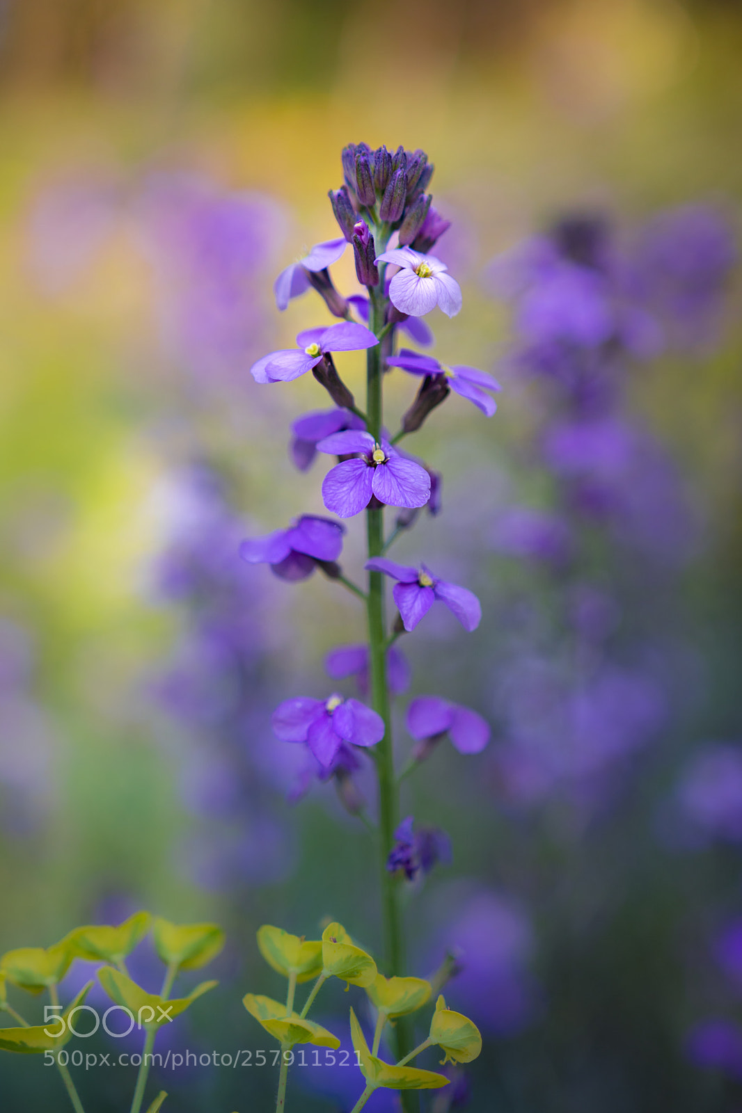 Sony a6300 sample photo. Purple flowers photography