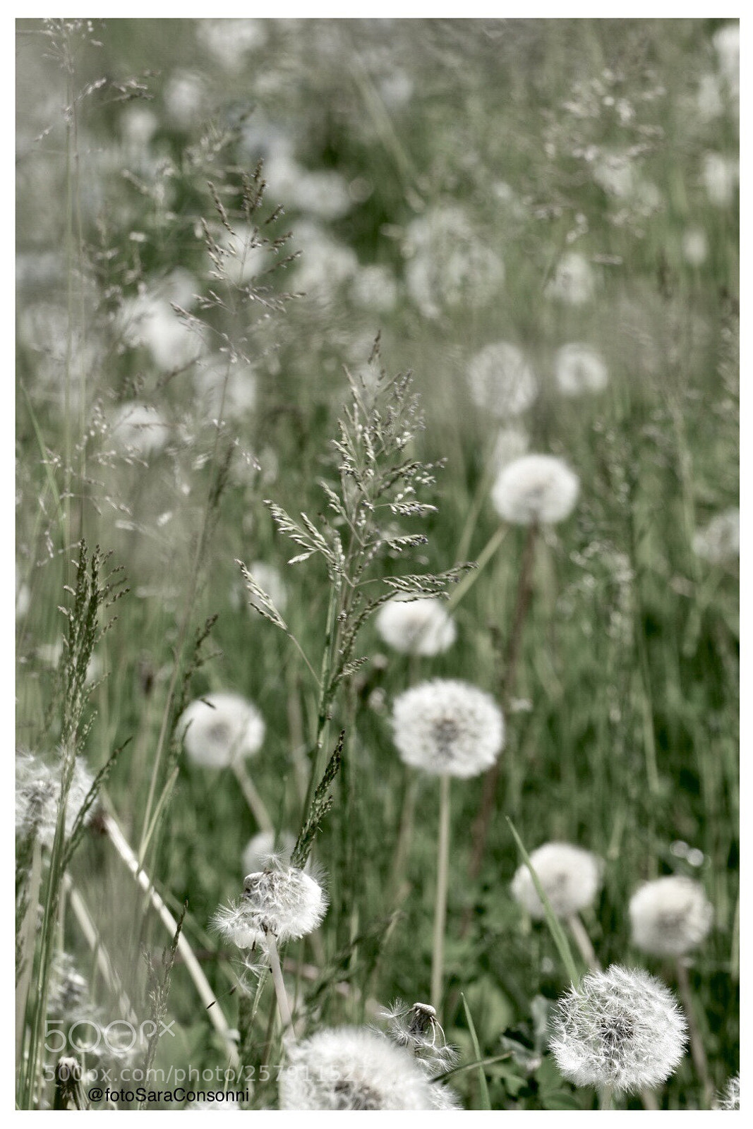 Nikon D7200 sample photo. Soffioni photography