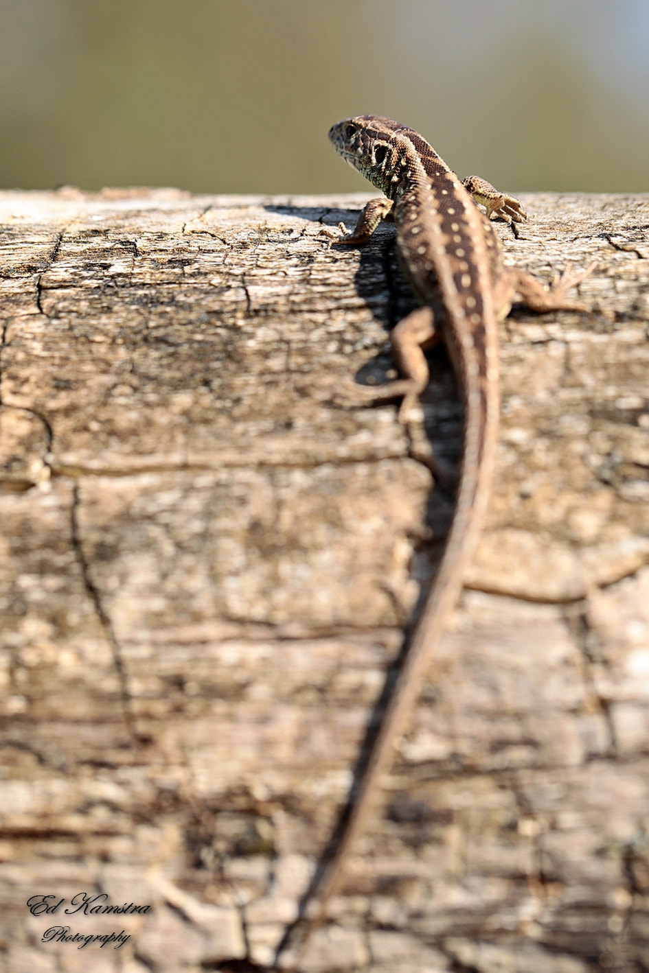 Canon EF 100mm F2.8L Macro IS USM sample photo. Sand lizard photography