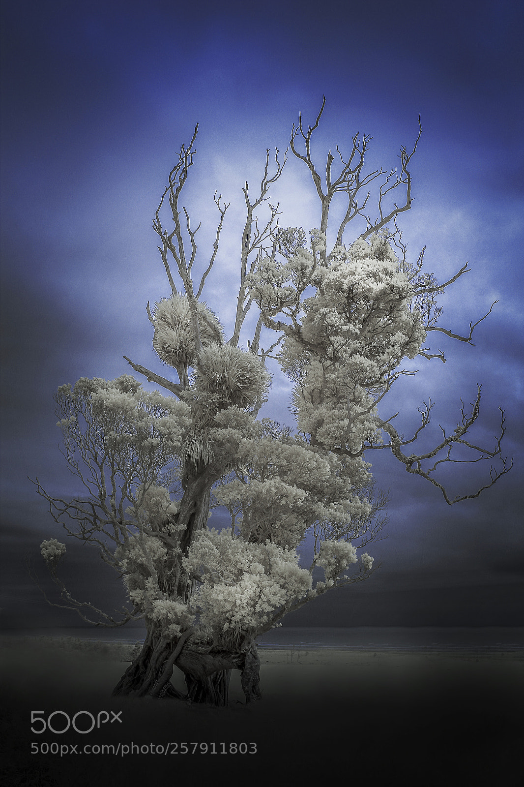 Canon EOS 550D (EOS Rebel T2i / EOS Kiss X4) sample photo. A weird tree photography