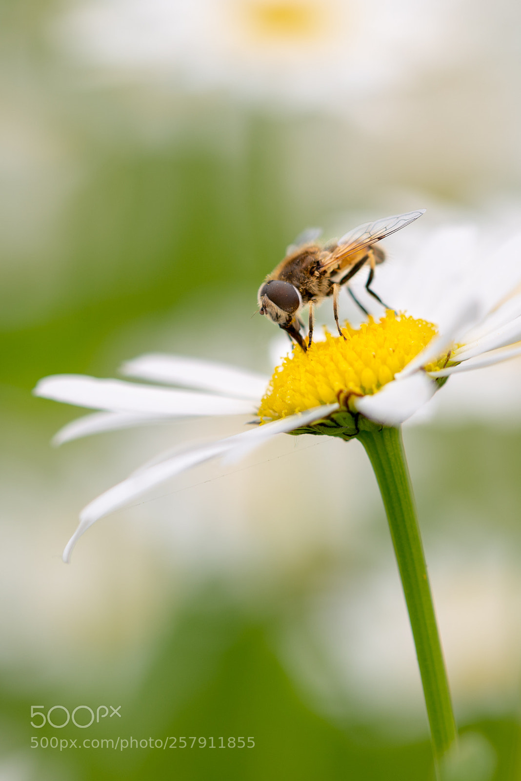 Nikon D600 sample photo. Syrphid fly pollinating and photography