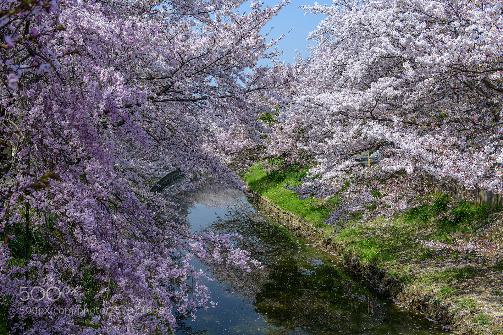 Nikon D850 sample photo. Sakura at saho river photography
