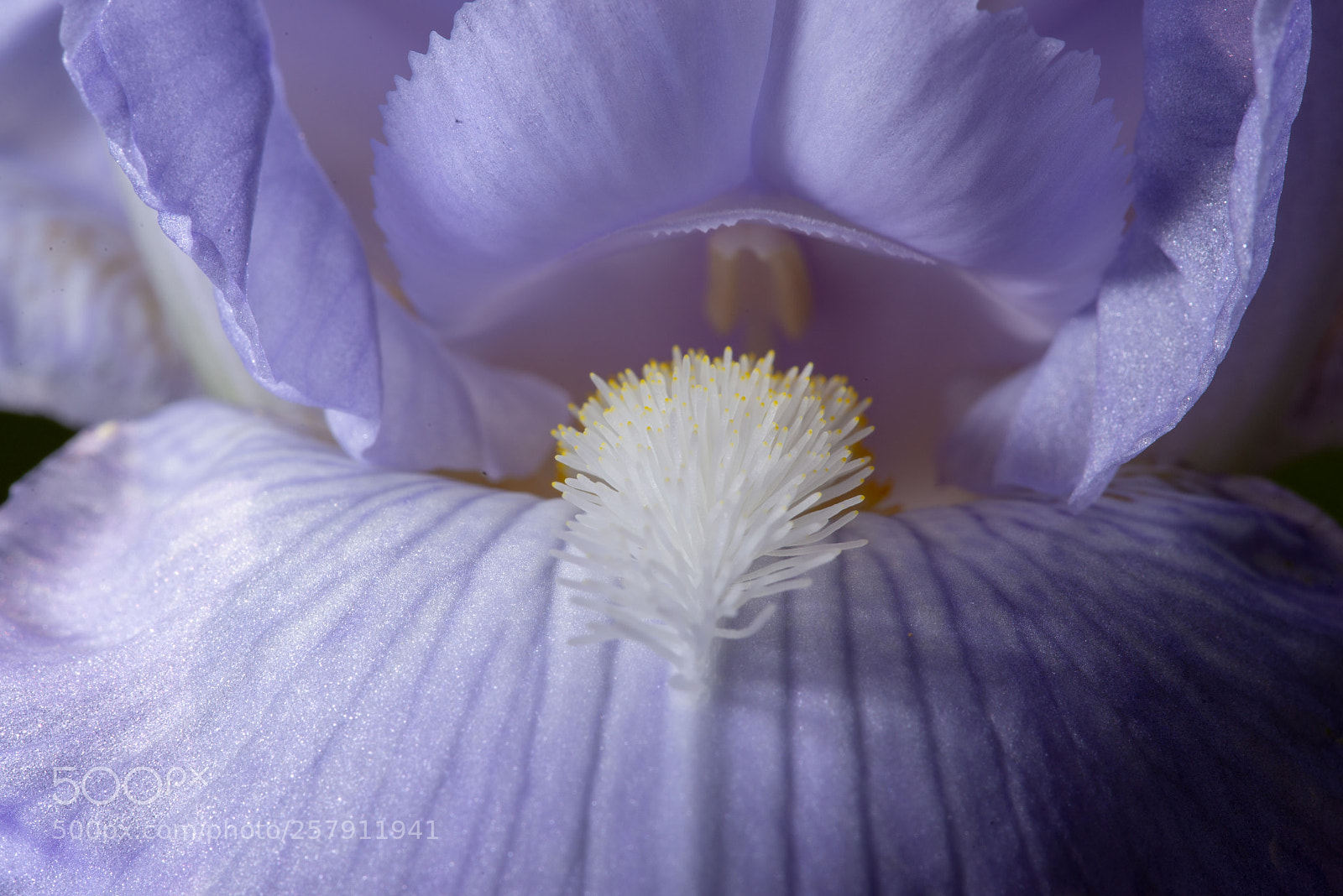 Nikon D600 sample photo. Macro closeup of blue photography