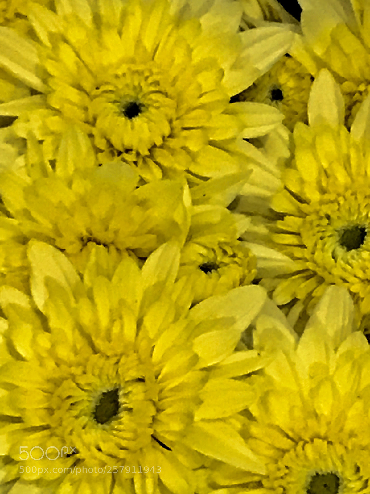 Apple iPhone 7 Plus sample photo. Yellow  photography