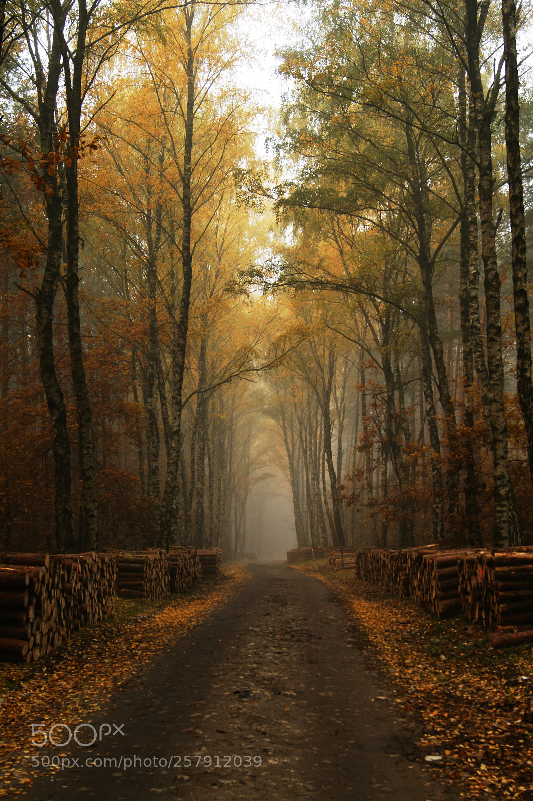 Sony Alpha DSLR-A350 sample photo. Lumberjack`s avenue photography