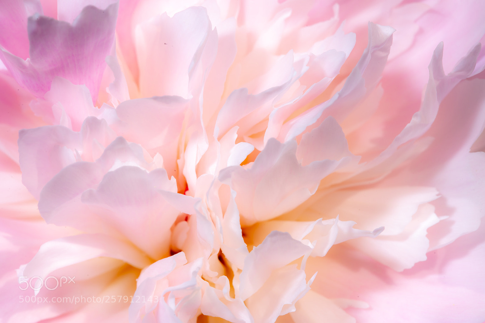 Nikon D600 sample photo. Vivid rose color peony photography
