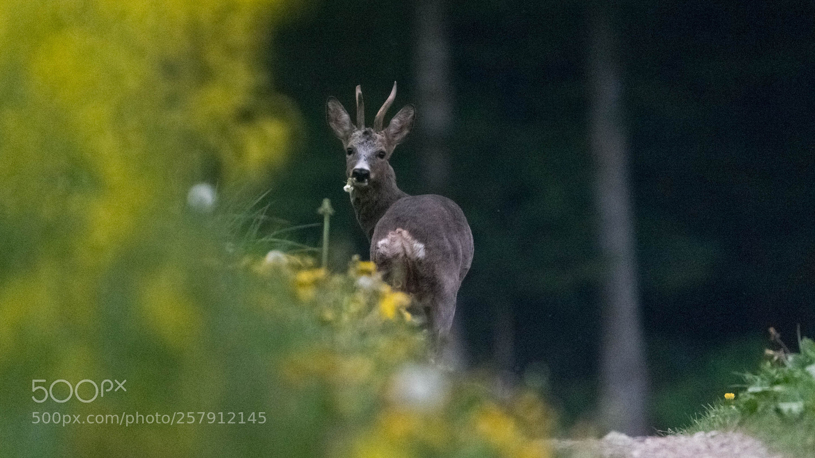 Nikon D750 sample photo. Deer photography