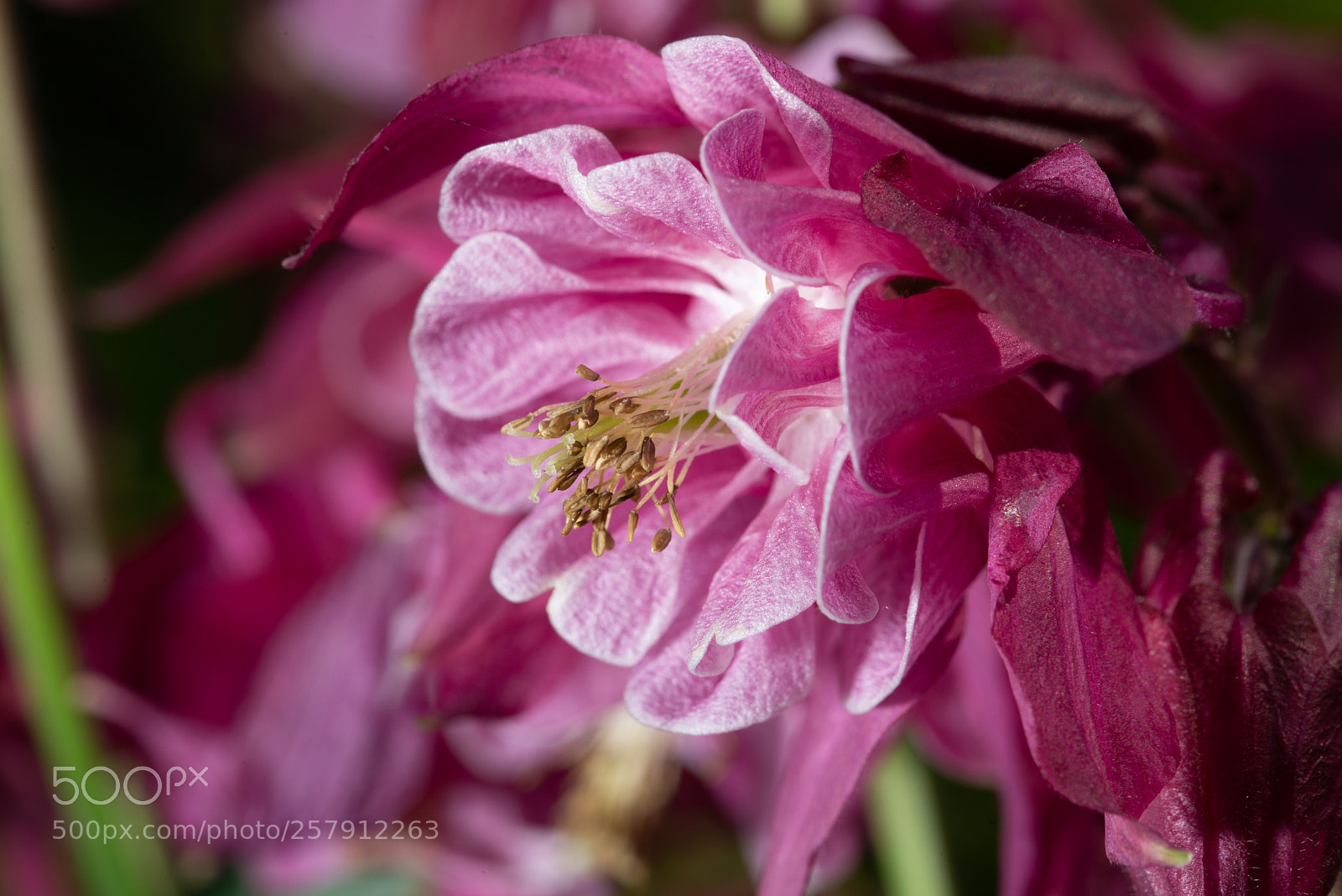 Nikon D600 sample photo. Purple aquilegia flower on photography