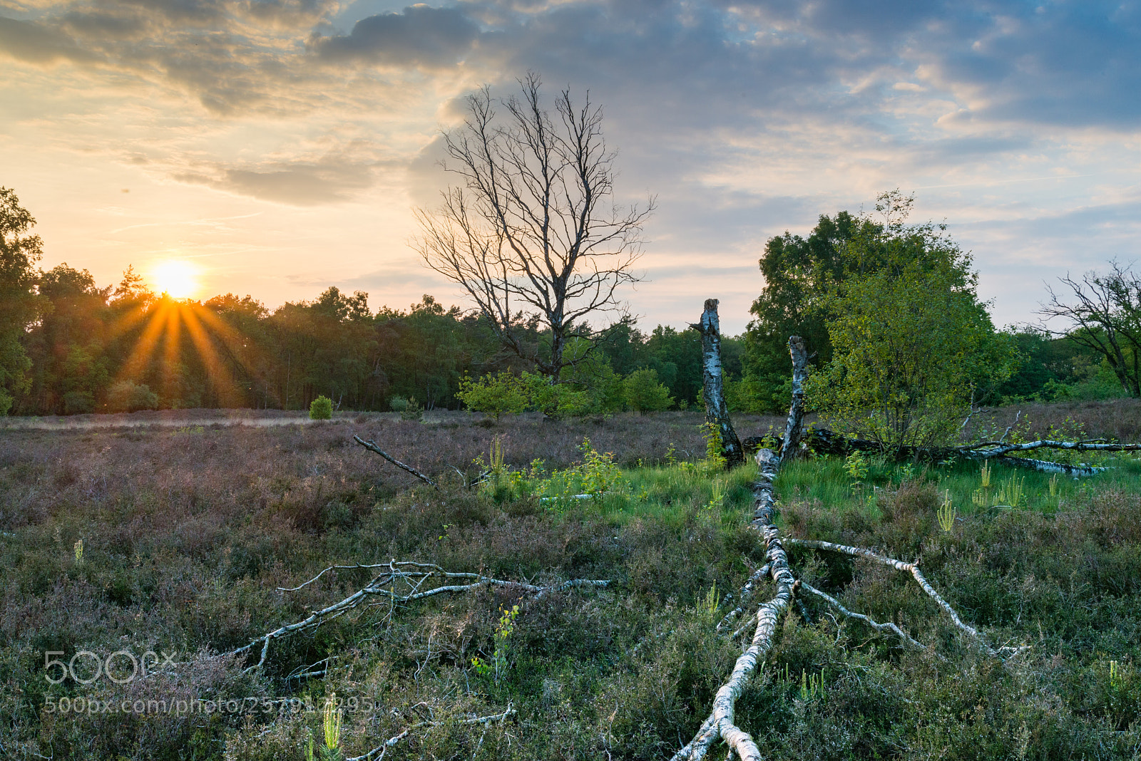 Nikon D610 sample photo. Vasserheide bij zonsondergang photography