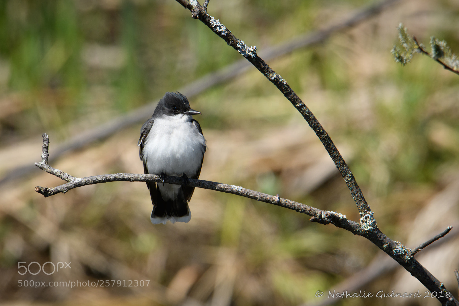 Nikon D7500 sample photo. Eastern kingbird / tyran tritri photography