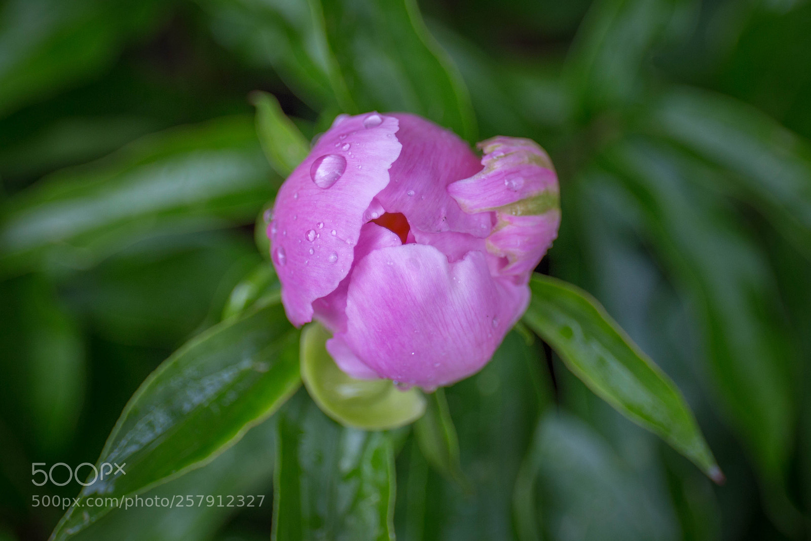 Canon EOS 6D sample photo. Shy photography