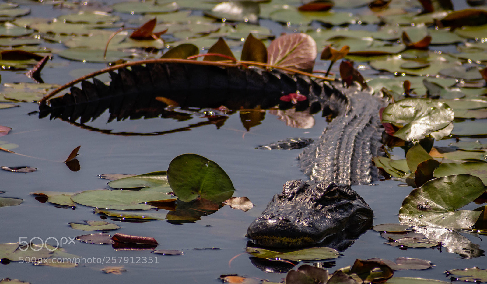 Nikon D7200 sample photo. American alligator photography