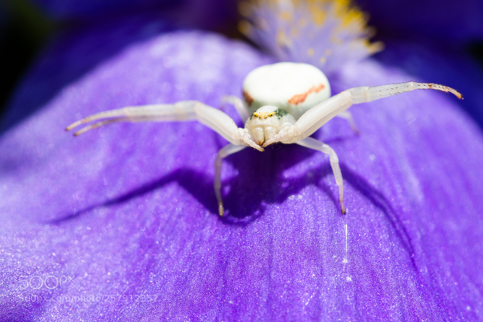 Nikon D600 sample photo. Macro closeup of a photography