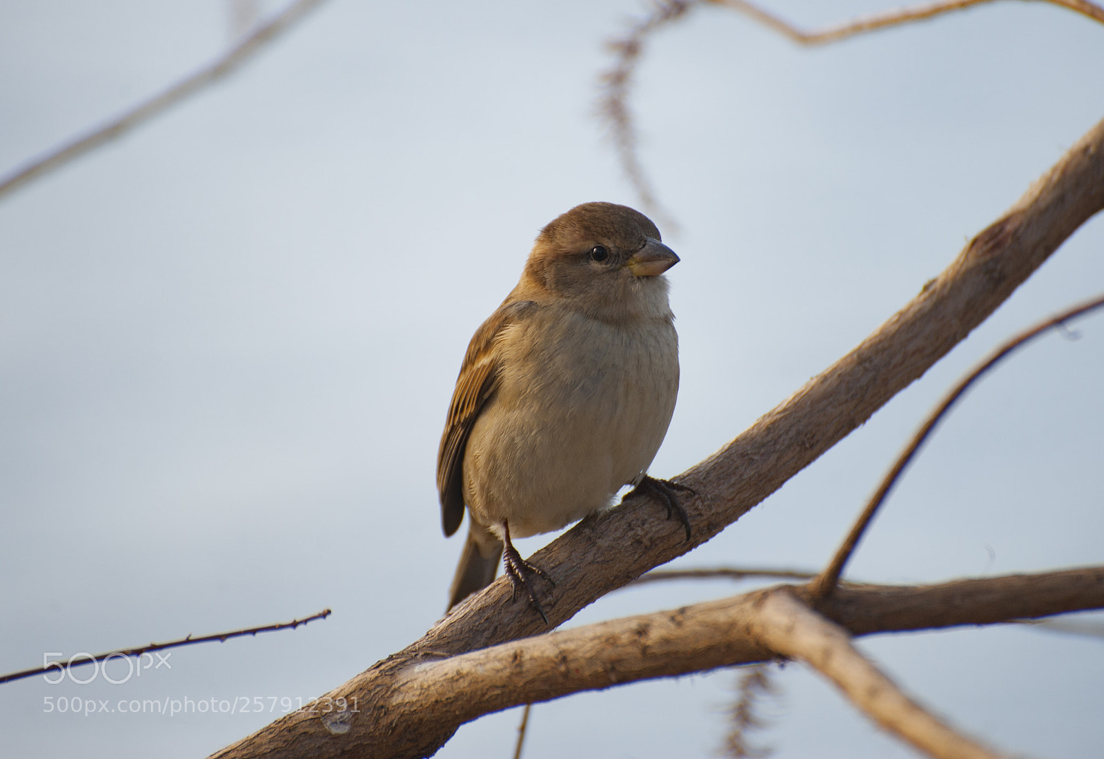 Nikon D700 sample photo. Sparrow//sunset photography
