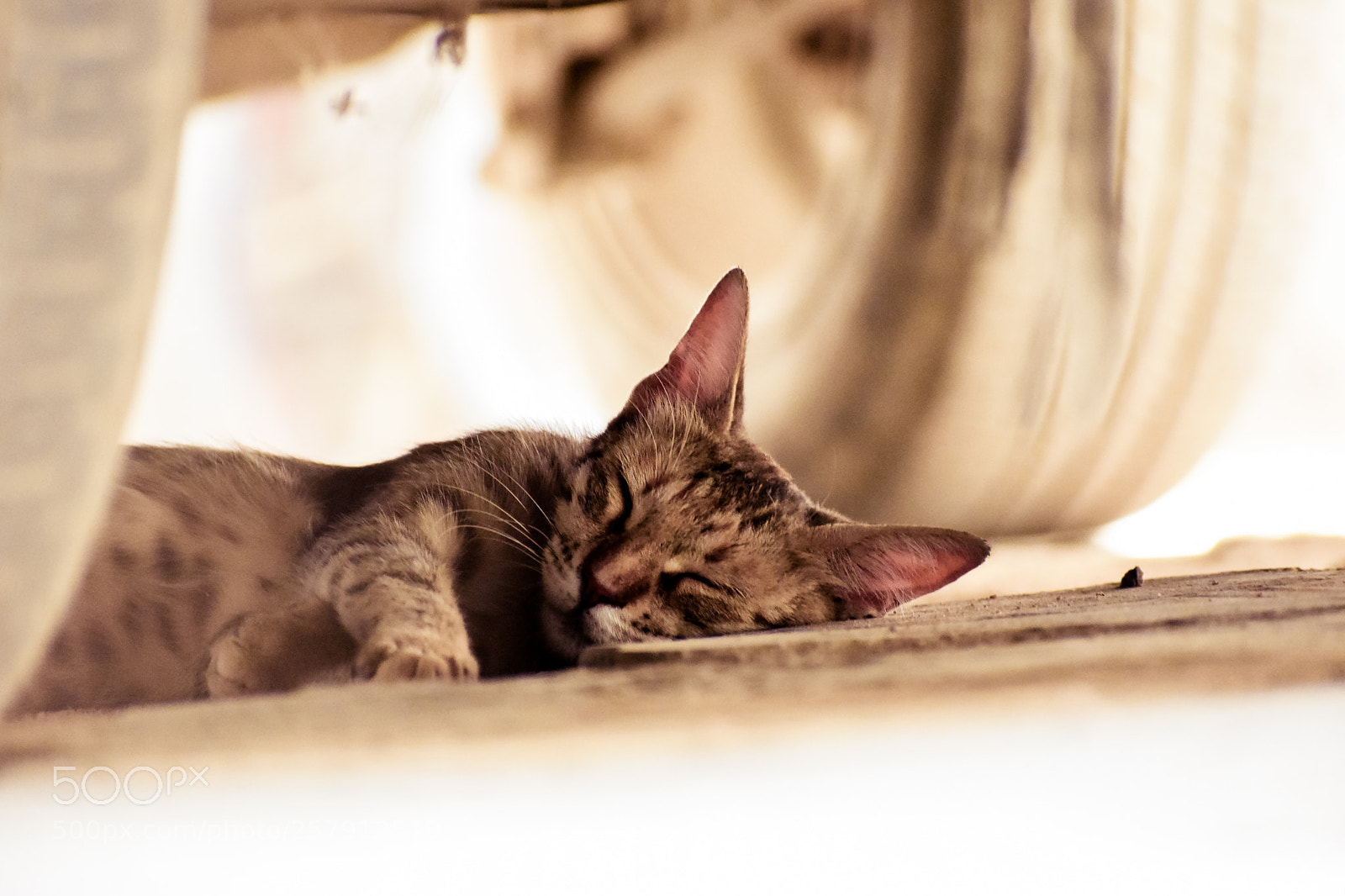 Nikon D3400 sample photo. Nap time! photography