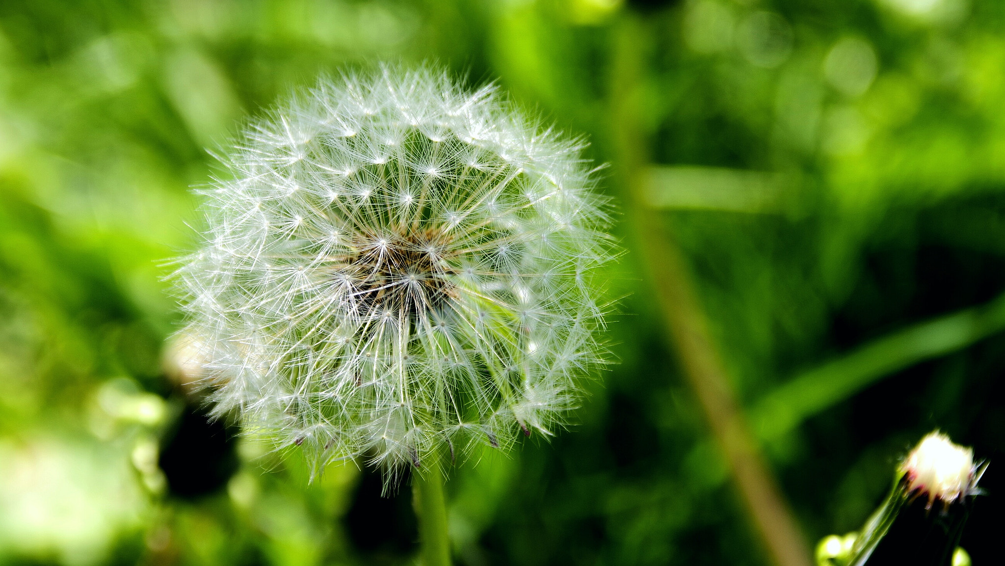 Pentax K-70 sample photo. Blooming dandelion photography