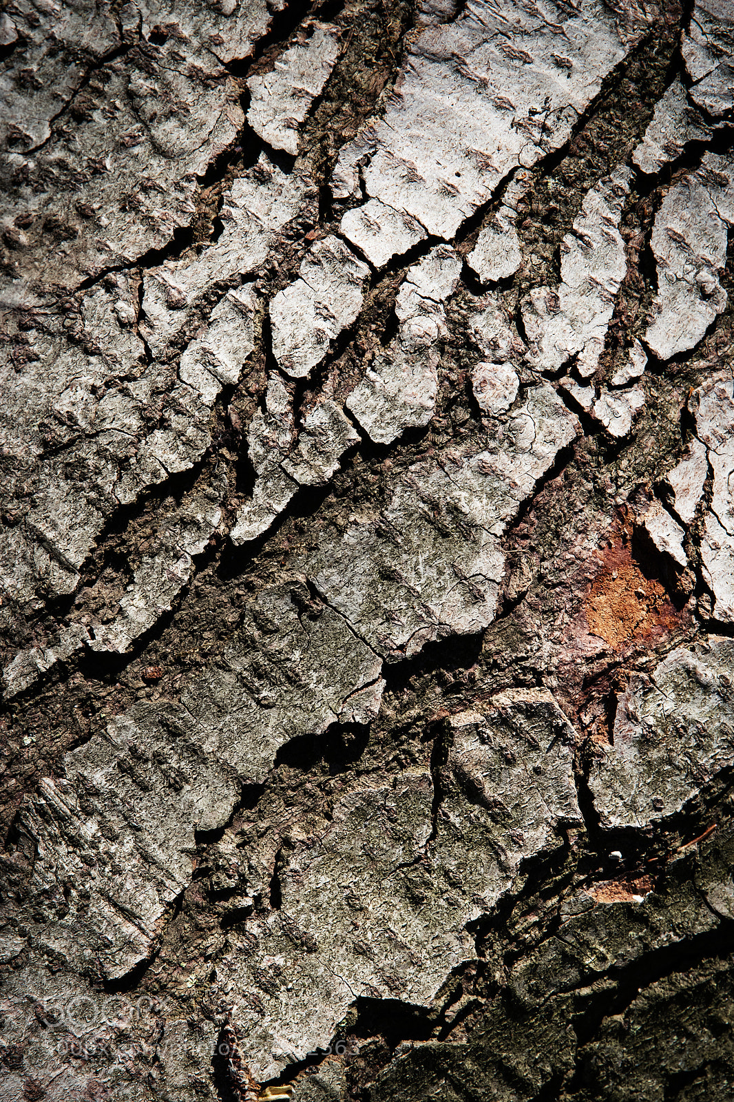 Nikon D5500 sample photo. Detail greyish bark tree photography