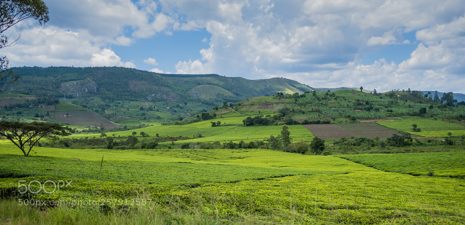 Fujifilm X-T2 sample photo. Tea land 1 photography