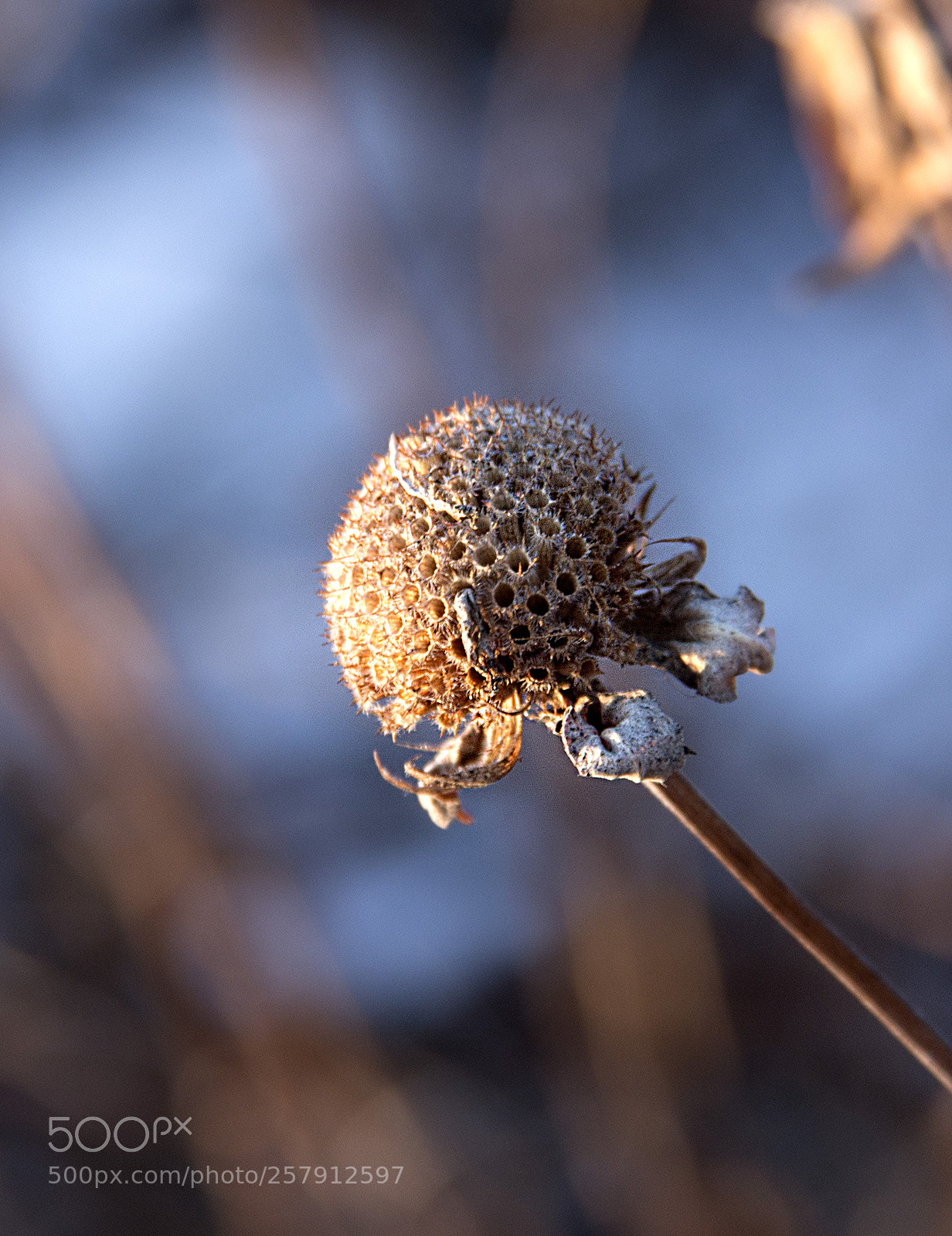 Canon EOS 70D sample photo. Dried flower photography