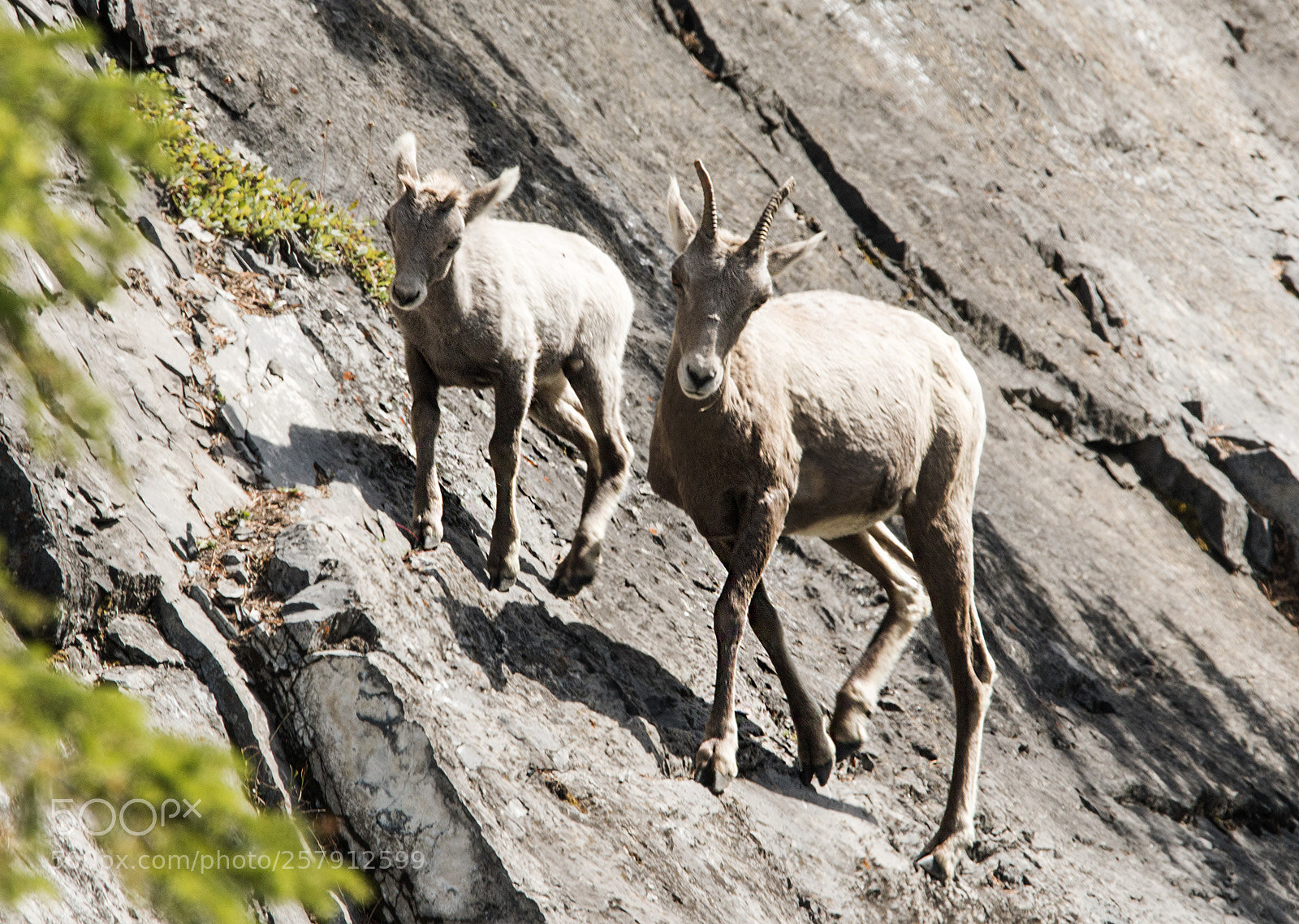 Canon EOS 70D sample photo. Mother and baby mountain photography