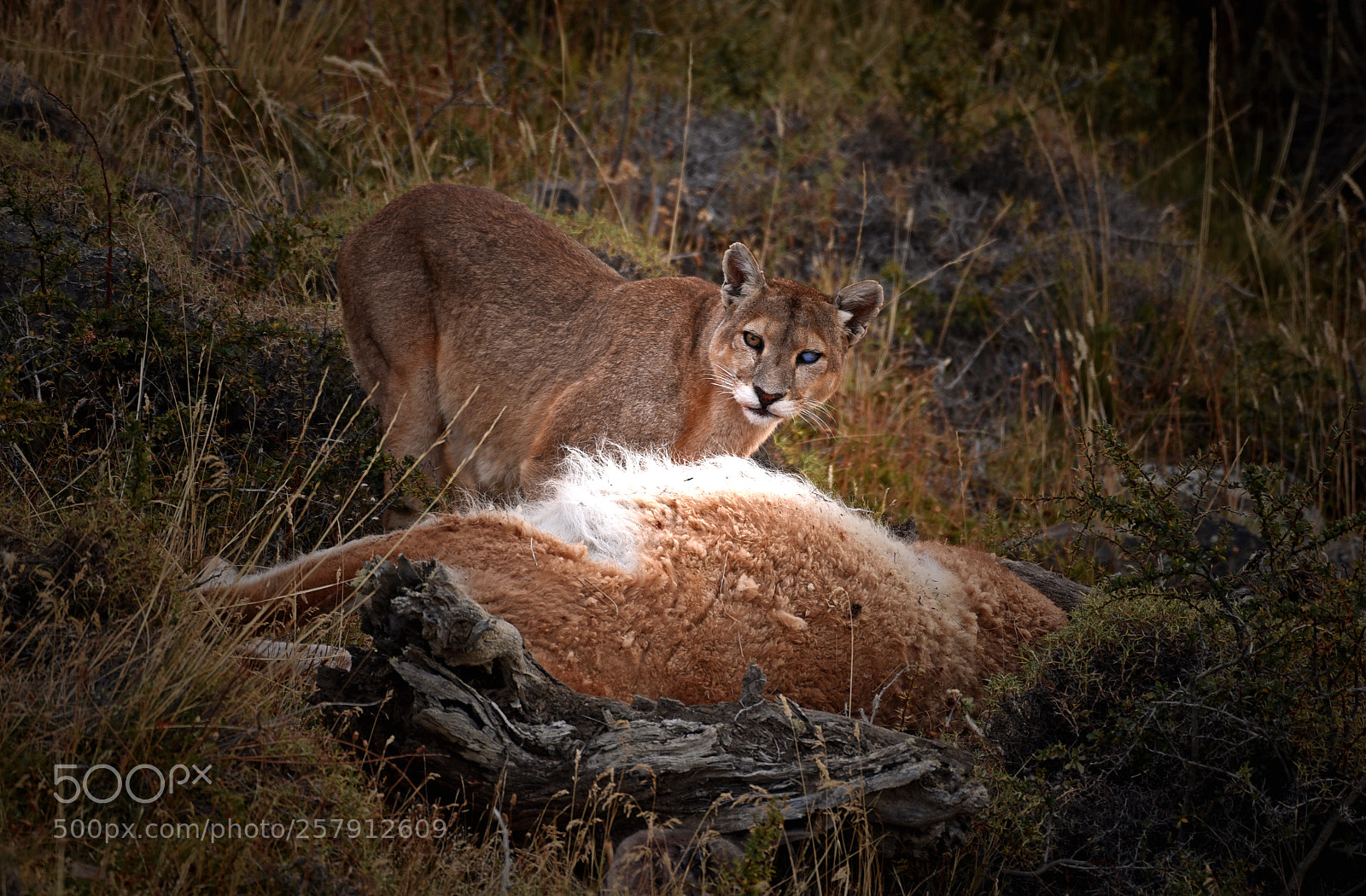 Nikon D750 sample photo. Puma kill photography