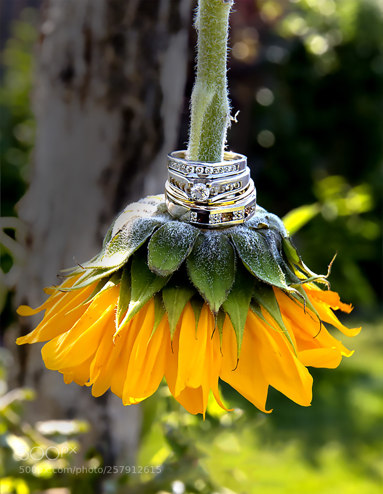 Canon EOS 70D sample photo. Rings on sunflower photography