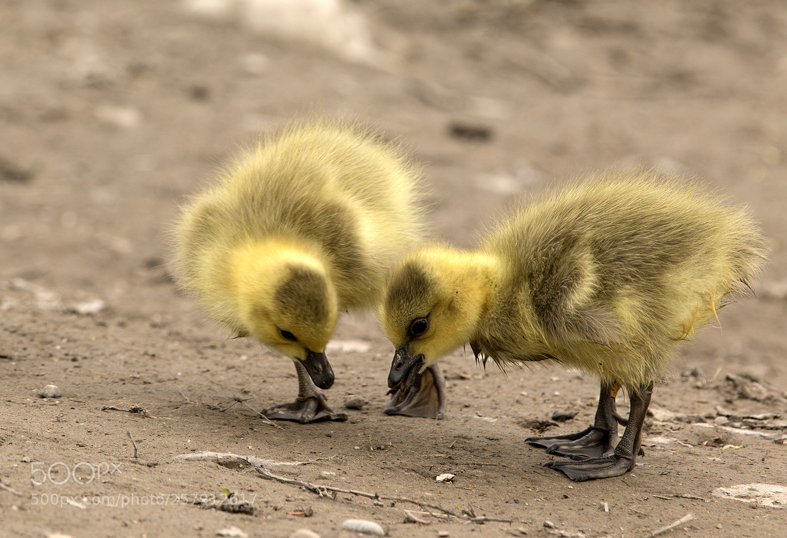 Canon EOS 70D sample photo. Baby geese photography