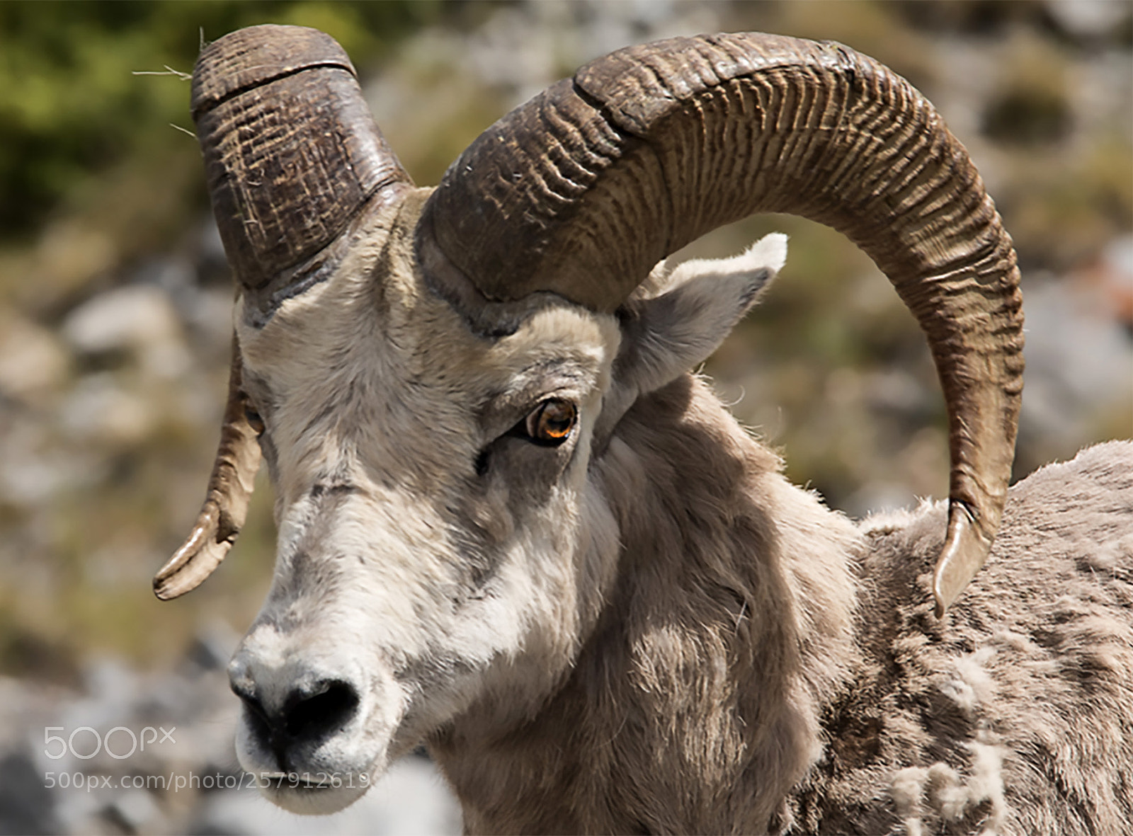 Canon EOS 70D sample photo. Bighorn sheep photography