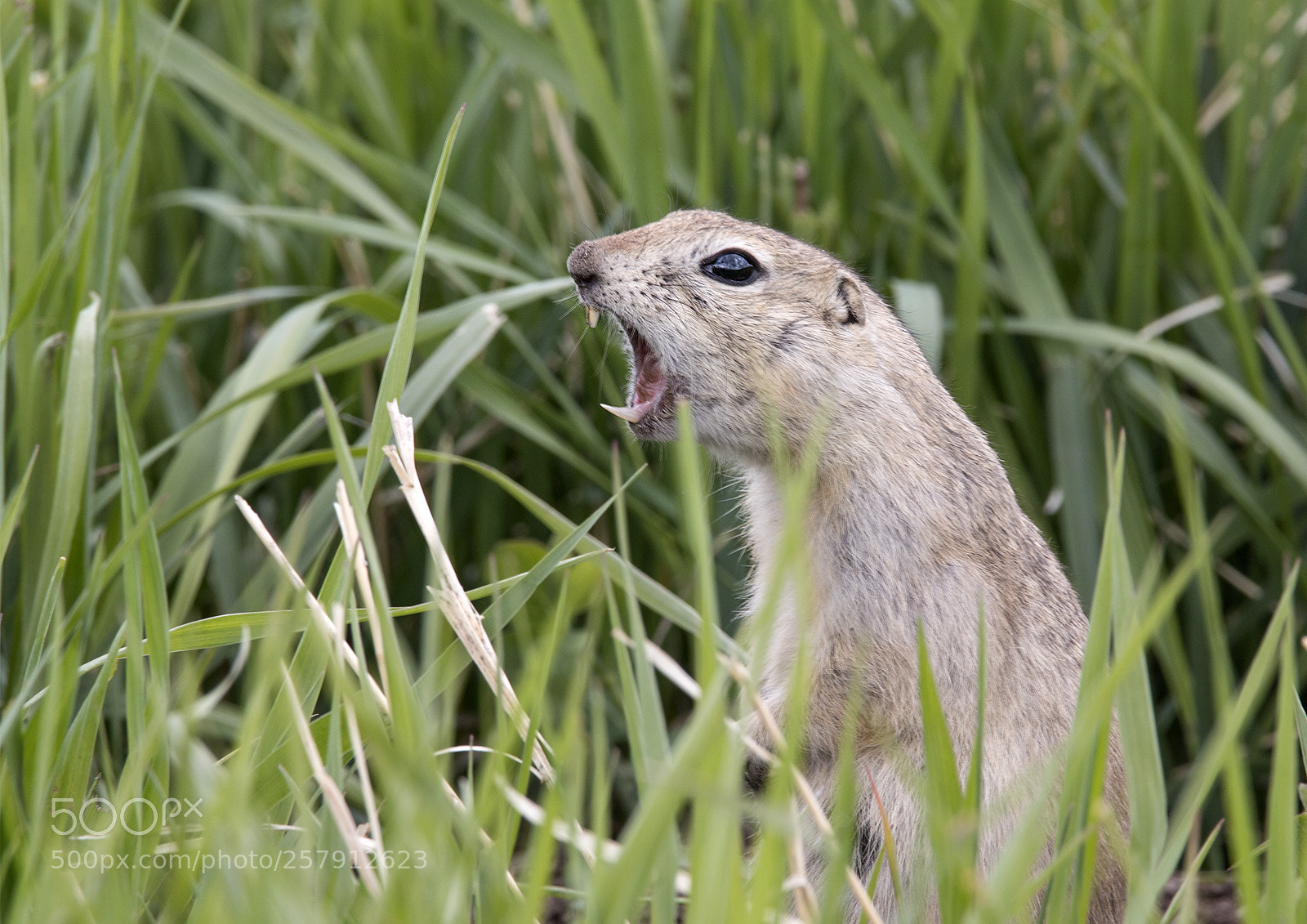 Canon EOS 70D sample photo. Chirping gopher photography